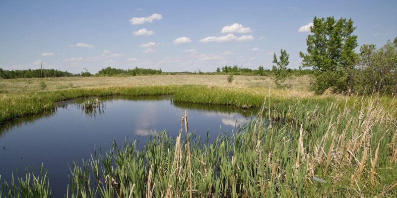 Restoring wetlands will jumpstart nature’s great comeback