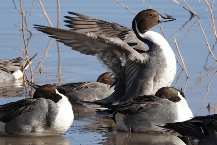 Northern pintails, resting.