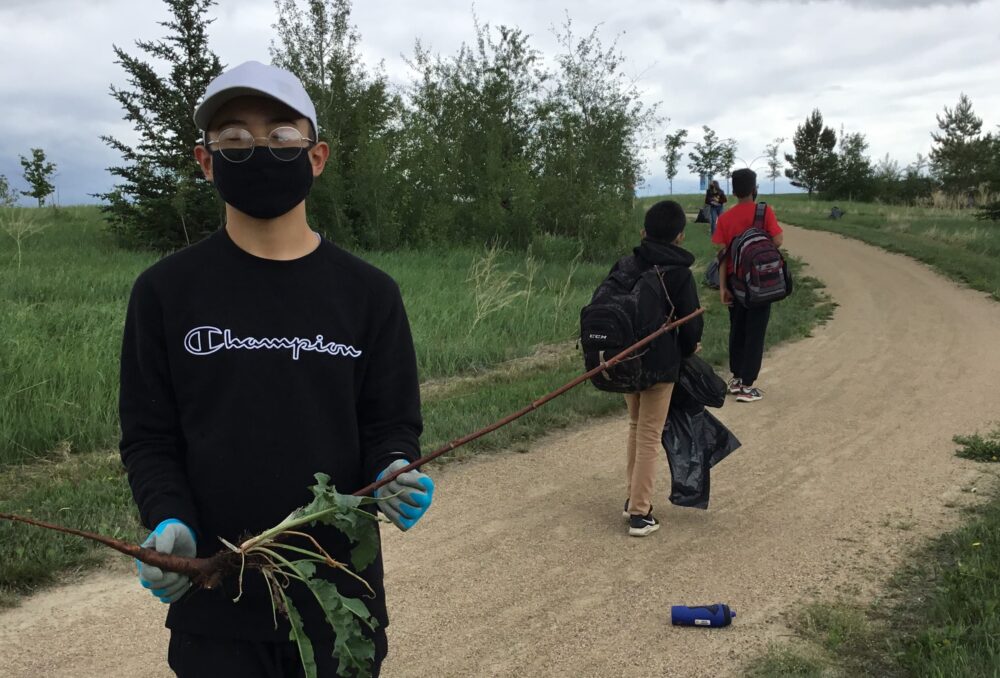 Removing sow thistle in Saskatoon, Sask.