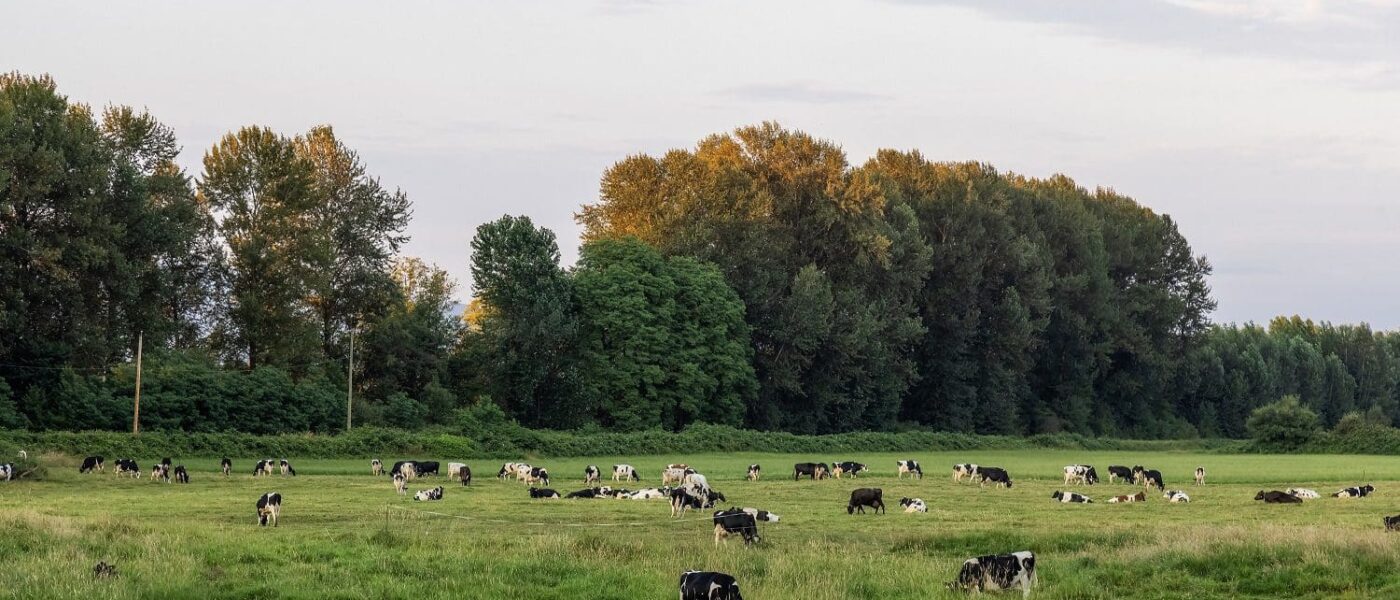 A herd of cows grazing, Barnston Island, B.C. 