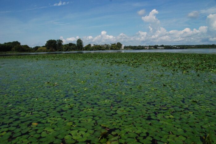 European water chestnut in an Ontario wetland