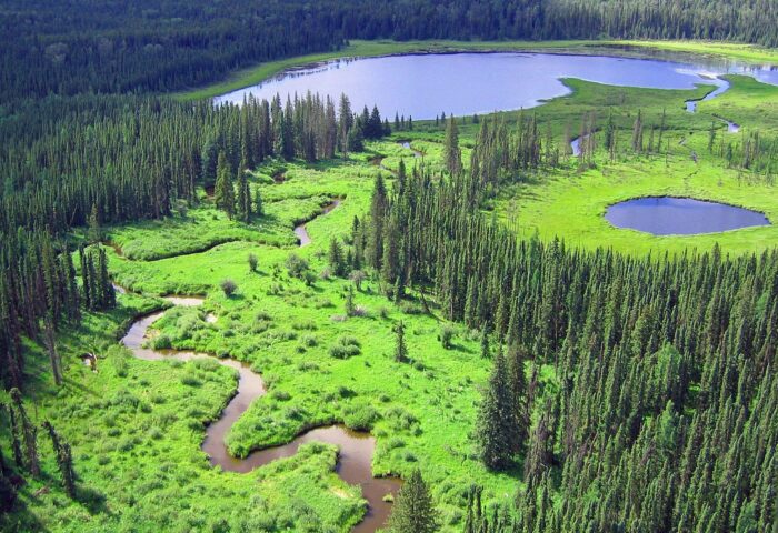 Aerial view of boreal landscape with forest and wetland ecosystems