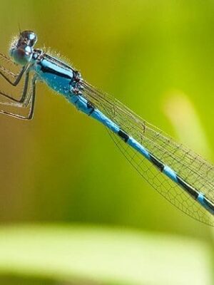 Give a Damselfly