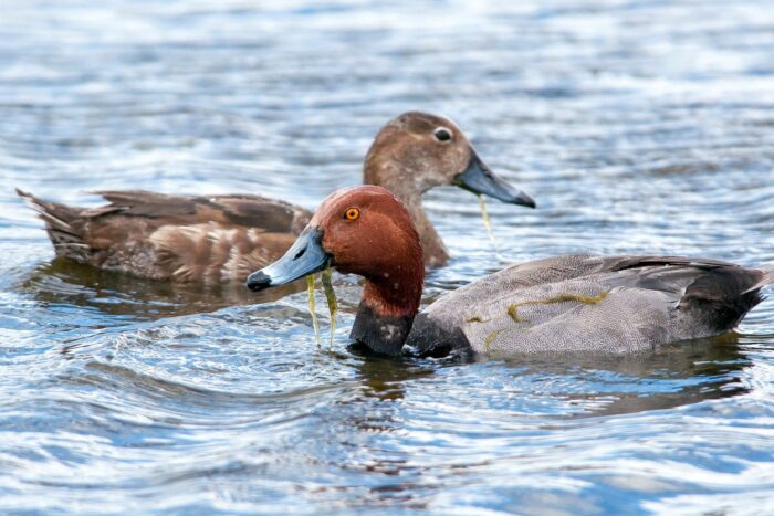 A breeding pair of redhead ducks swimming together in a wetland