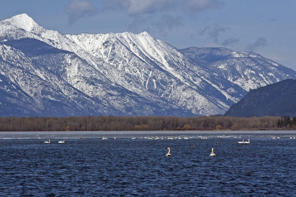 Swans swimming on a B.C. lake