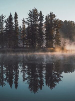 Boreal Forest