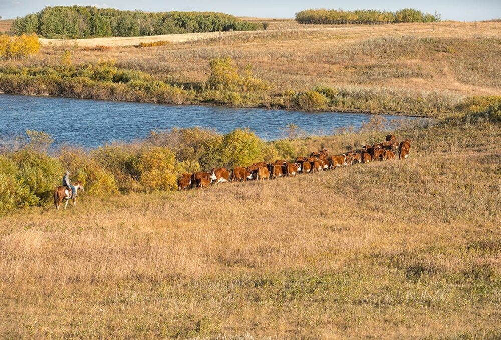 Brady Mappin moving cattle on one of the 20+ wetlands that DUC restored on their land.
