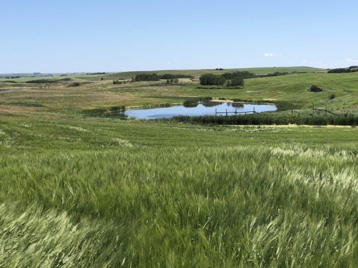 1 of 26 restored wetlands at Mappin Ranch