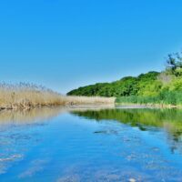 Invasive Phragmites: An unwanted guest in Ontario’s wetlands