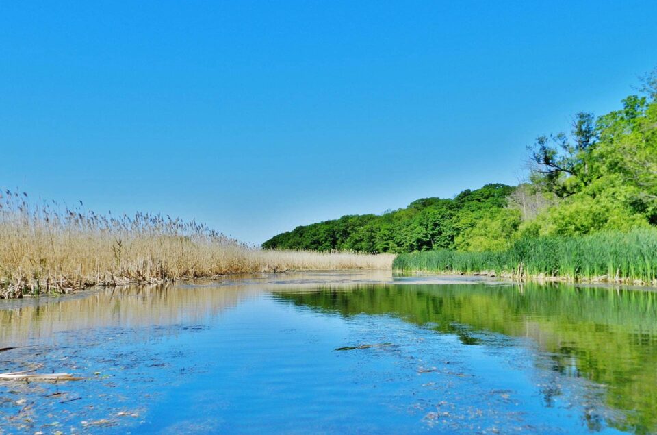 Phragmites in wetland
