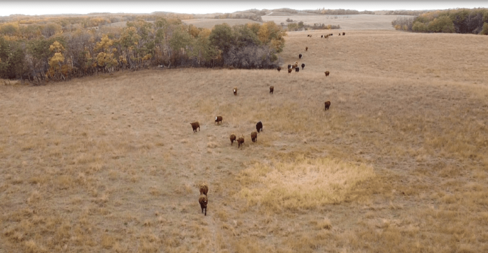 The land protected by the Wagner CE has value to cattle, and more