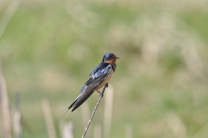 Barn swallow