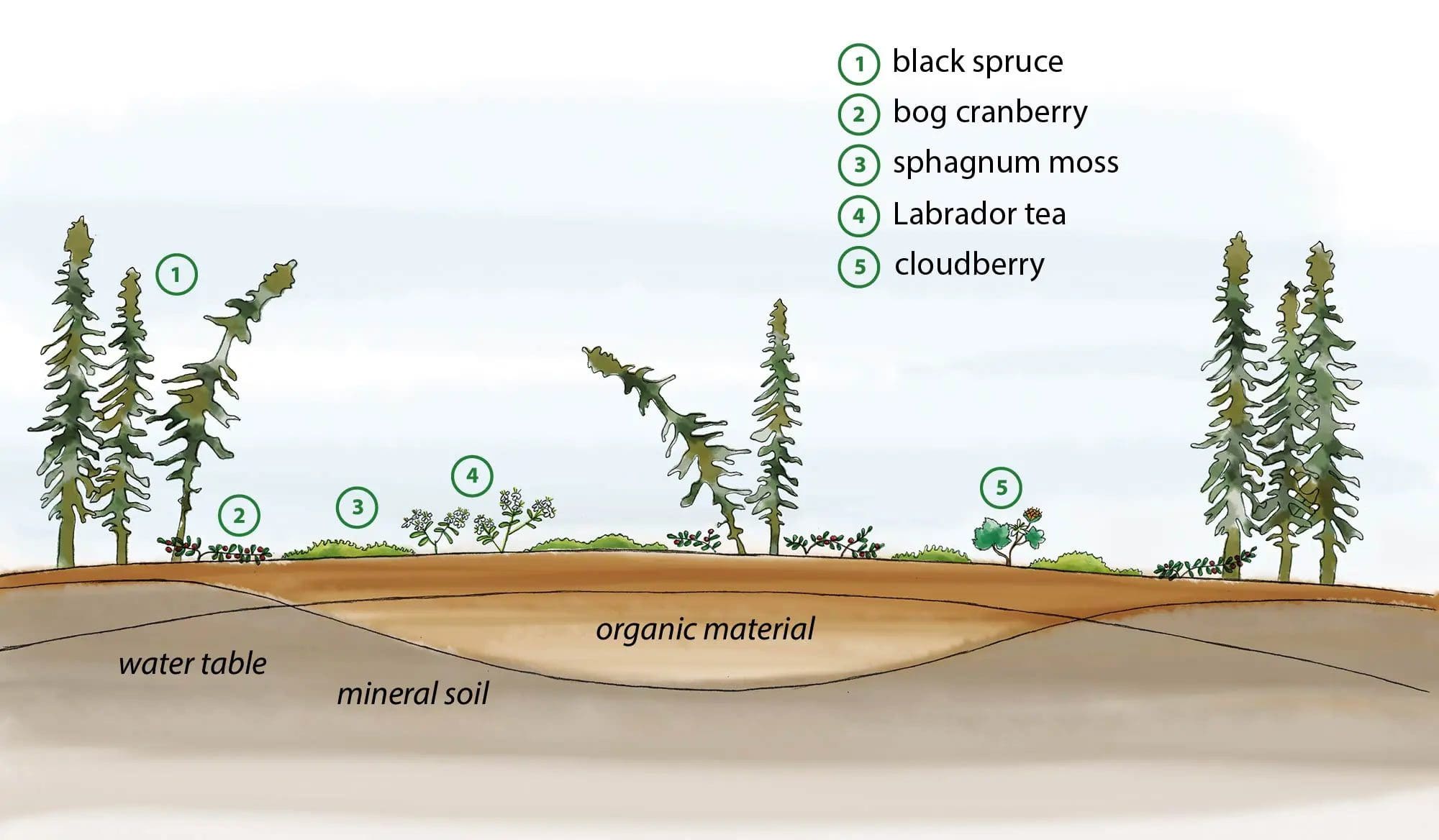 Diagram of a bog