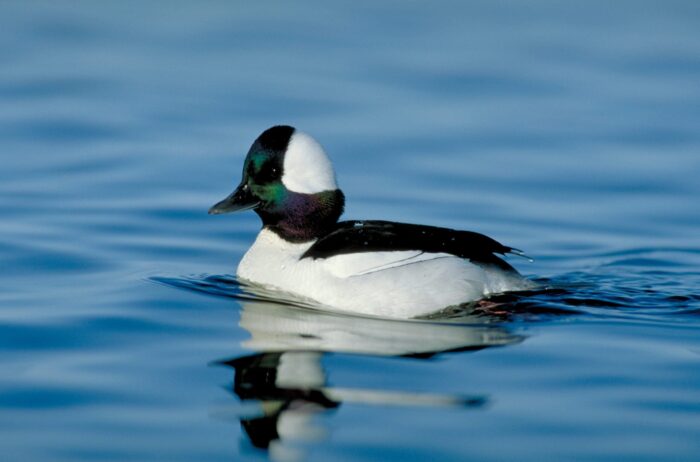 Bufflehead drake (male) swimming