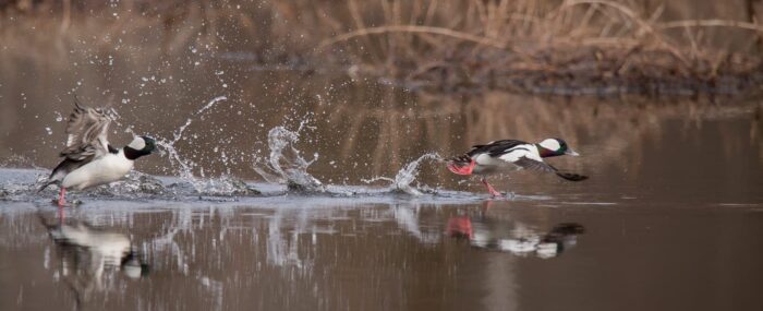 Buffleheads north of Lake Ontario