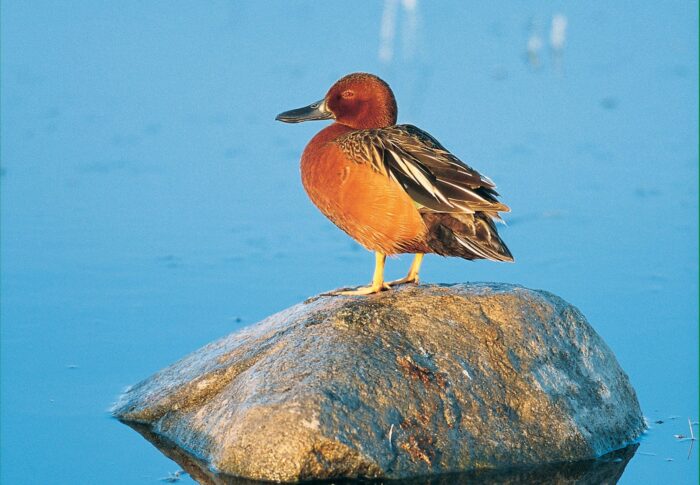 Cinnamon teal drake (male) on a rock by open water