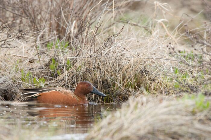 Cinnamon teal drake (male) in spring mating plumage