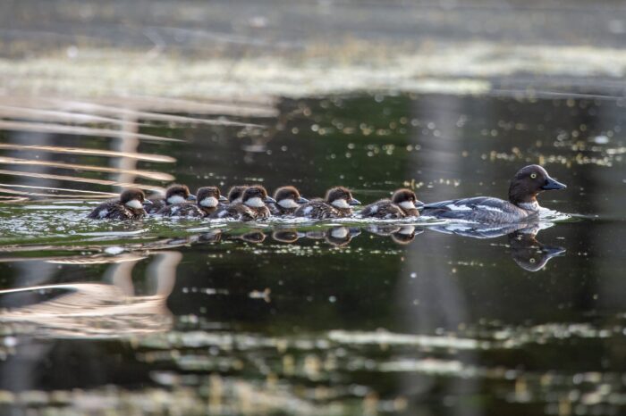 Common goldeneye ducklings follow their mama in summer