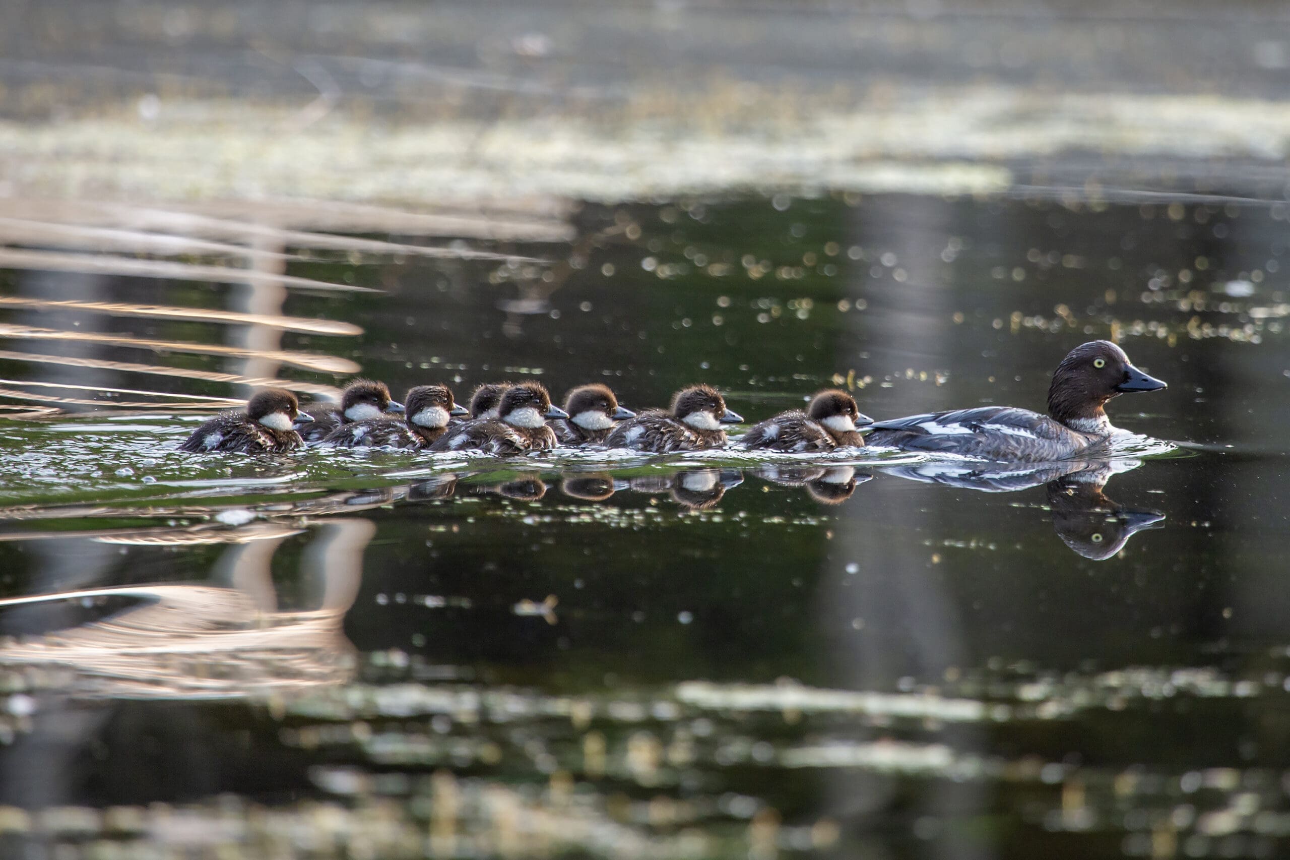 Common goldeneye hen swimming with ducklings