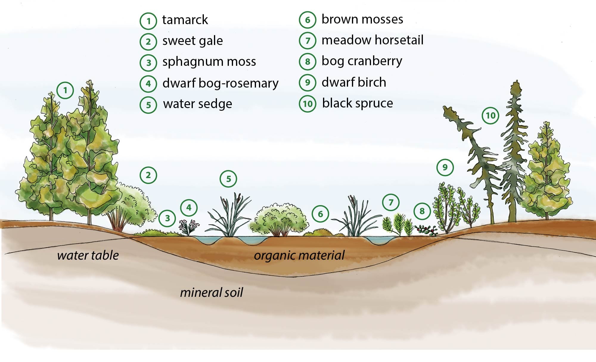 Diagram of a fen