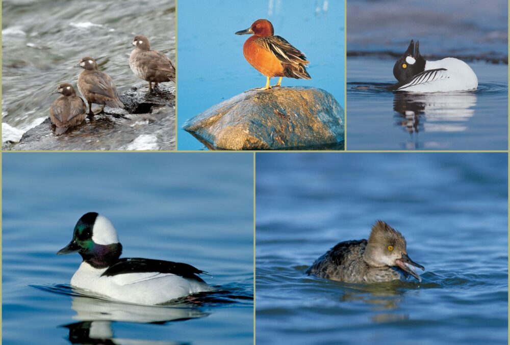 Clockwise from top left: Harlequin duck hens, cinnamon teal drake, common goldeneye drake, hooded merganser hen, bufflehead drake. 