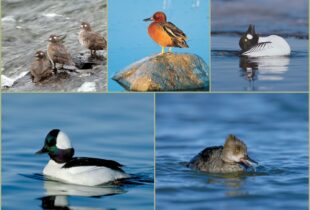 Five Small Ducks You Can See in Winter