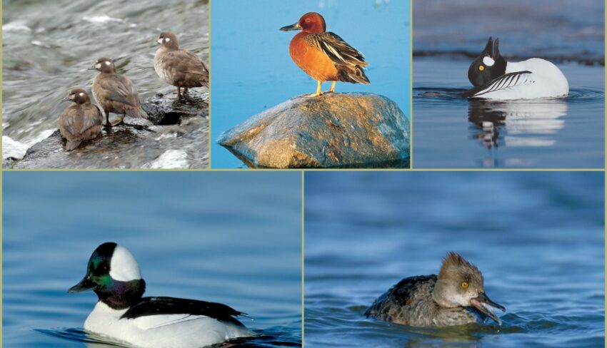 Five Small Ducks You Can See in Winter