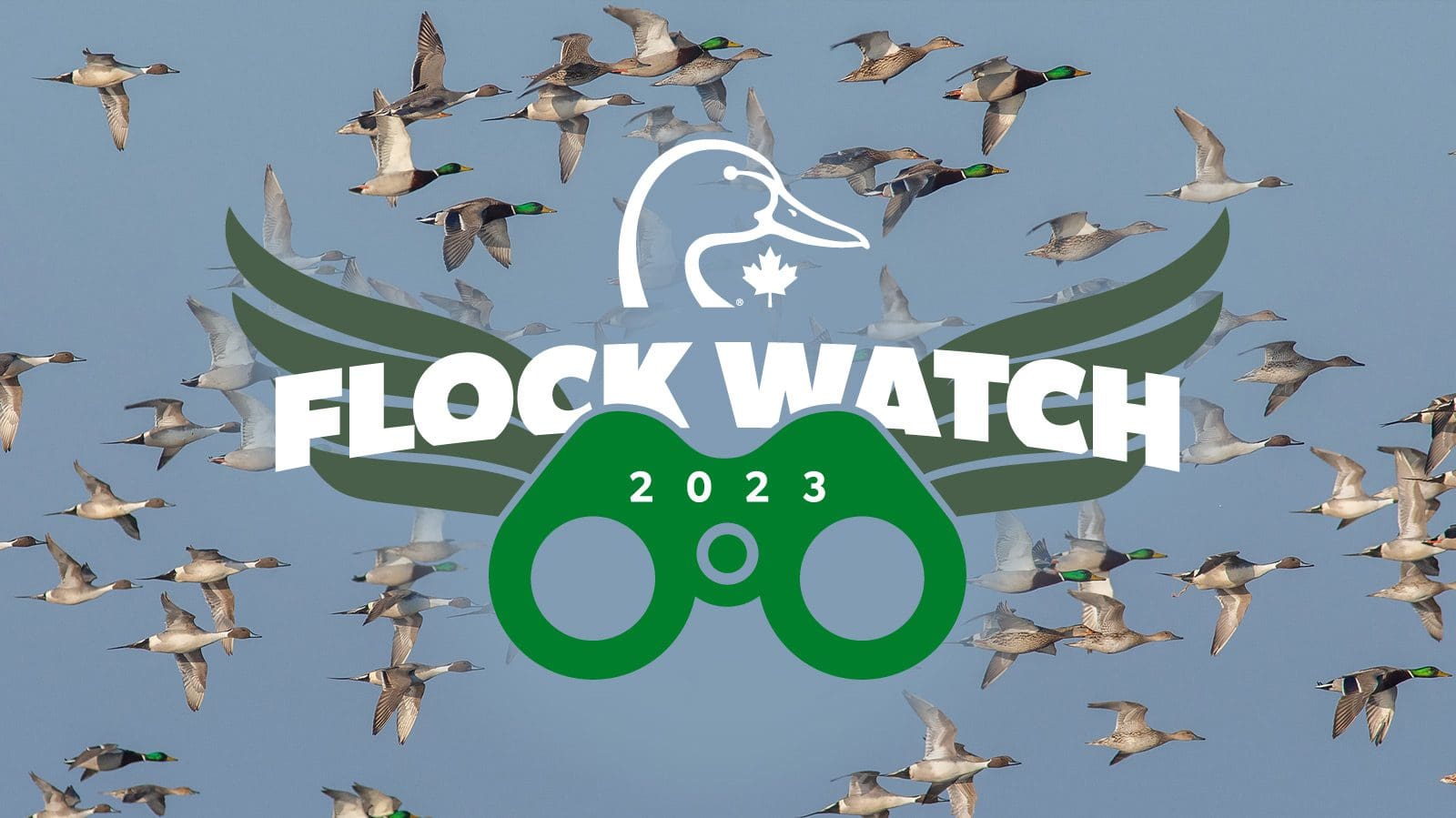 How Duck Flight Works — Ducks Unlimited Canada