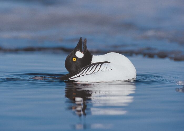 Common goldeneye drake (male) in courting posture