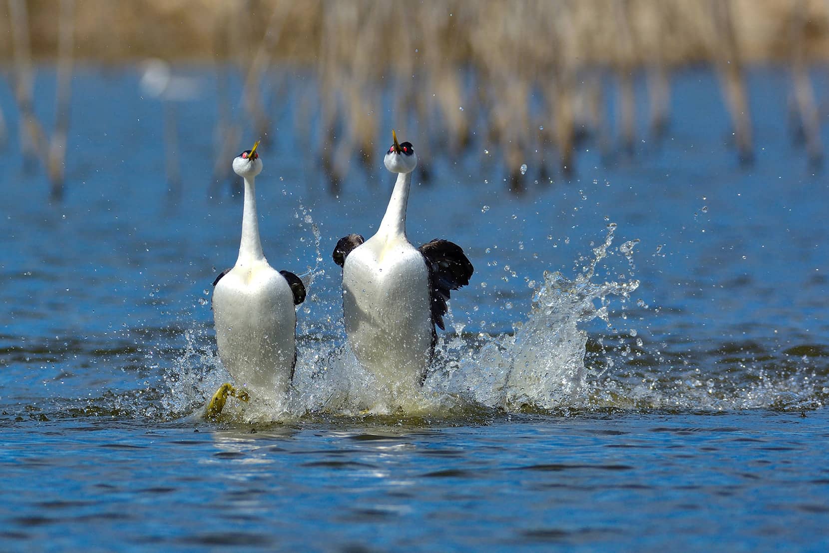 Grebes courtship dance in the water