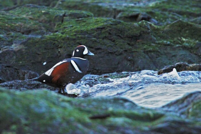 Harlequin drake on a Vancouver Island rocky shore