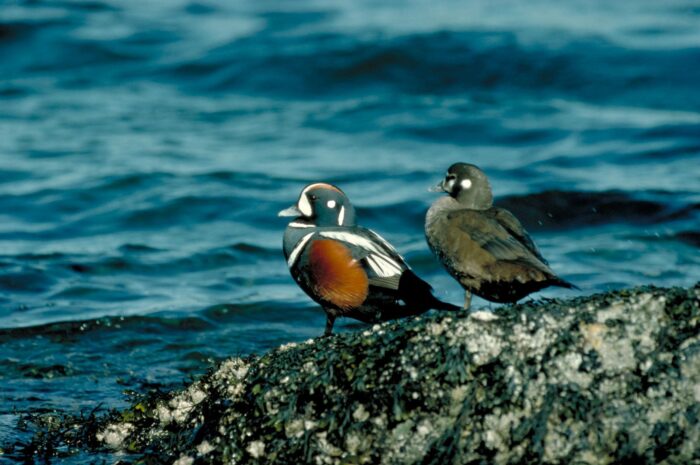 Pair of harlequin ducks on rocky shore