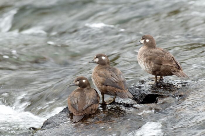 Harlequin duck hens (female) beside a rushing stream