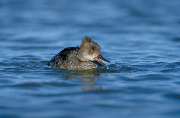 Hooded merganser hen (female) swimming in water