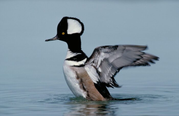 Hooded merganser drake (male) taking off in flight