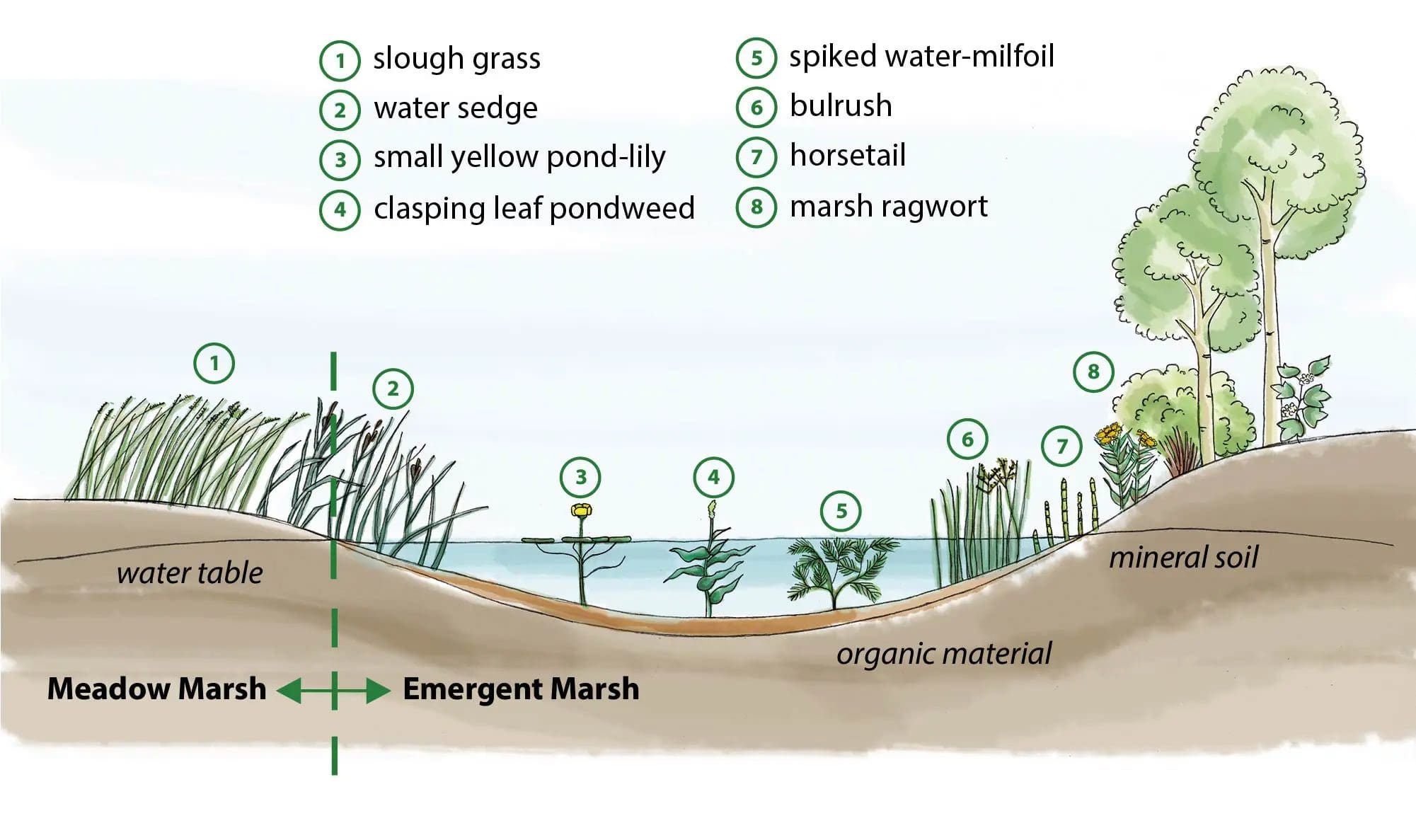 Diagram of a marsh