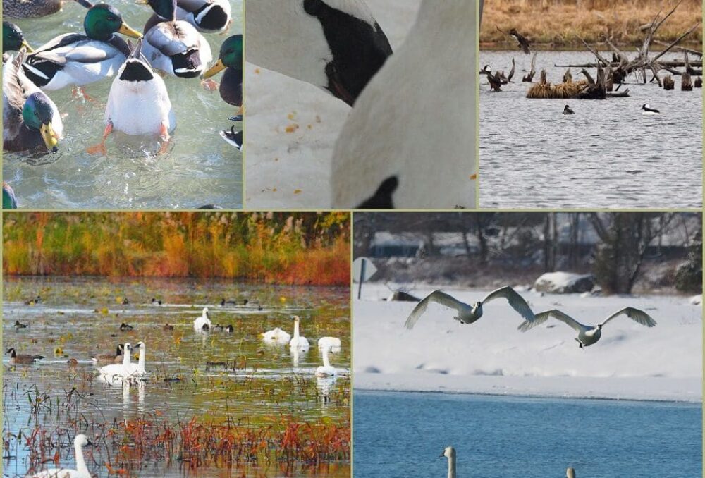 Waterfowl photographs taken by McLachlin in Ontario