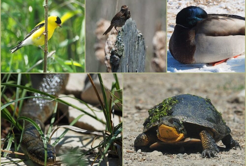 Wildlife photographs taken by McLachlin in Ontario