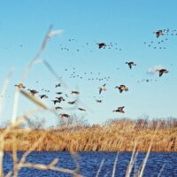 Meet the people saving Canada’s native grasslands (The Narwhal)