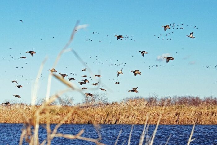 Migrating ducks over prairie wetland.