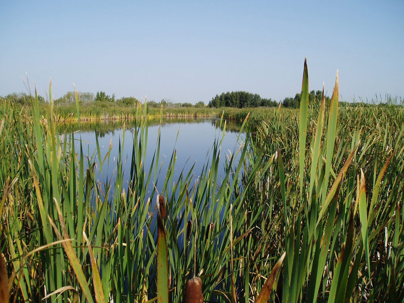 What is a marsh ducks unlimited canada