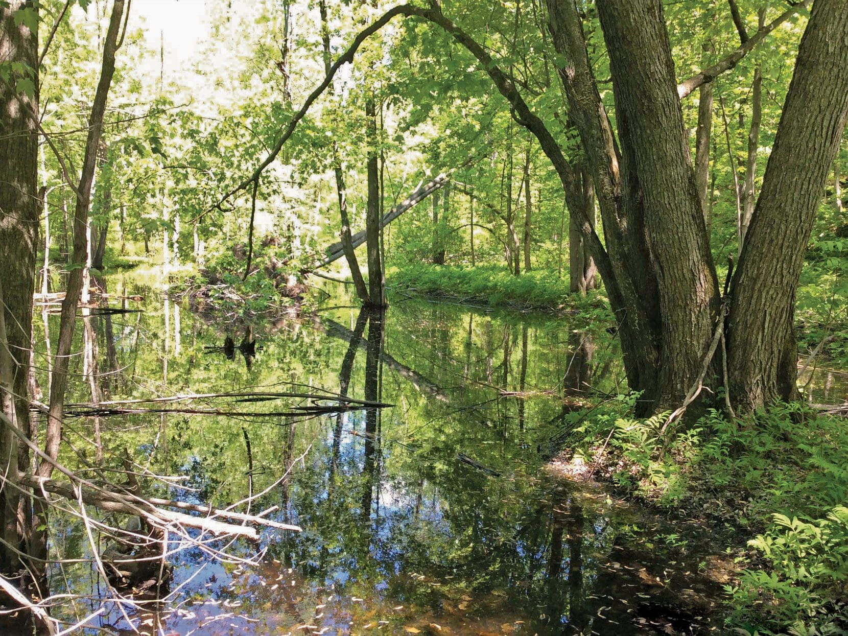 What is a swamp ducks unlimited canada