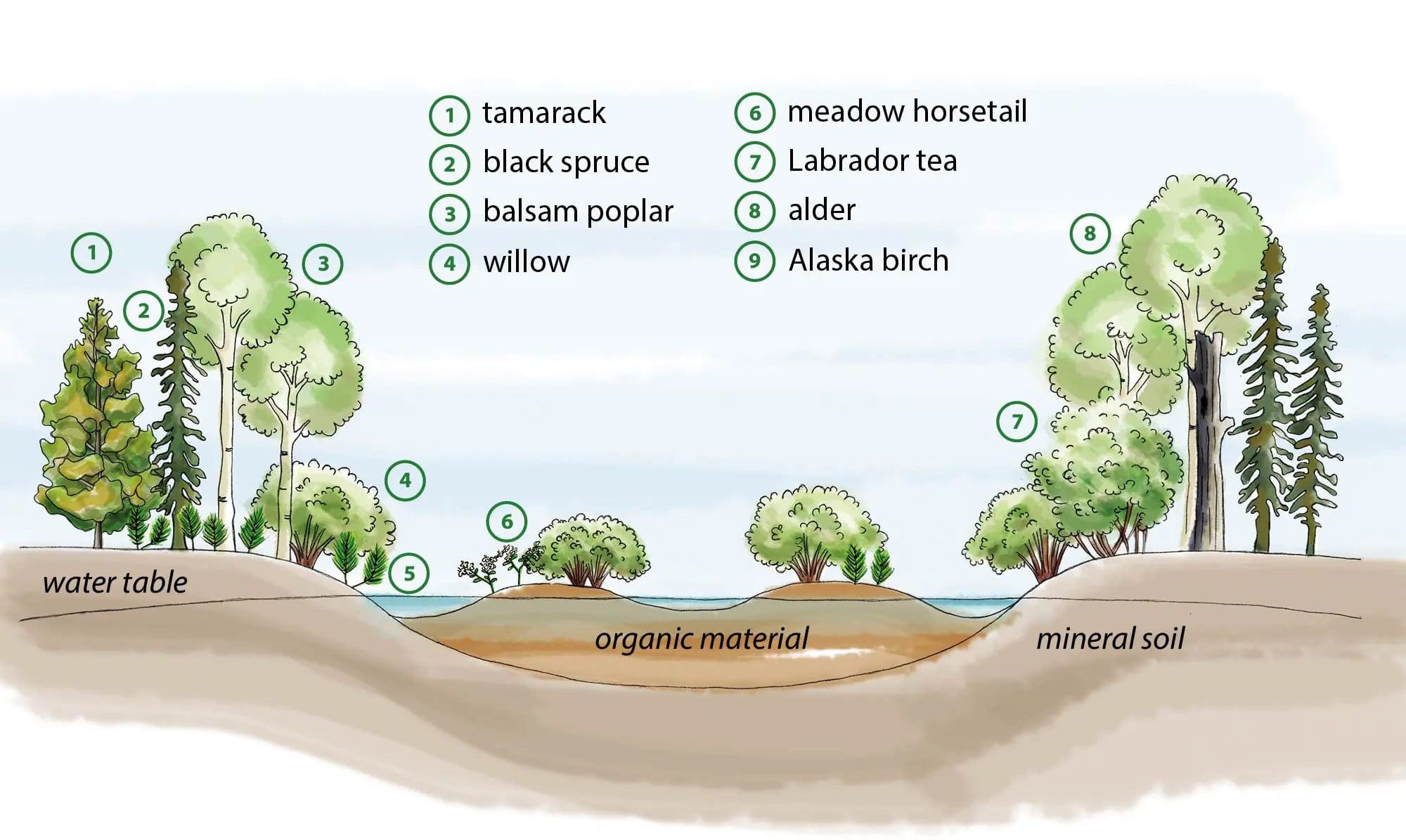 Diagram of a swamp