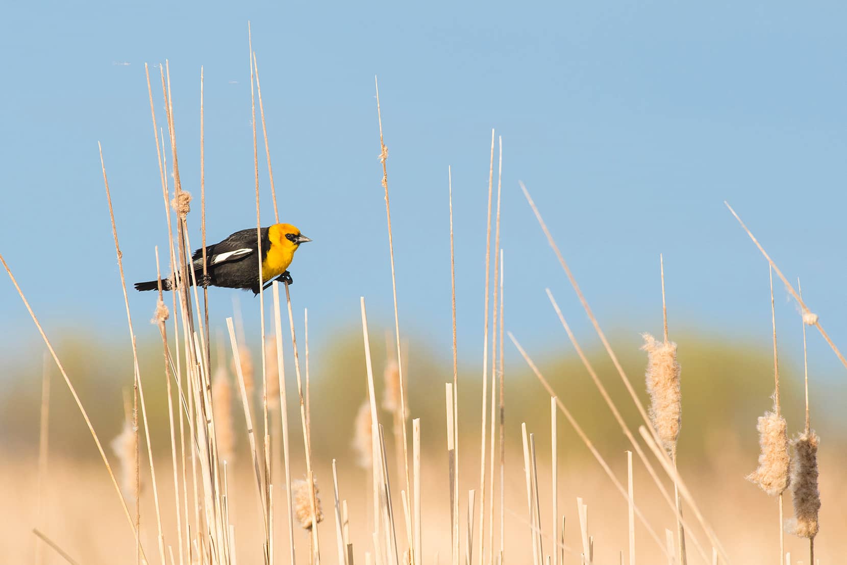 Yellow-headed blackbird perched on a cattail