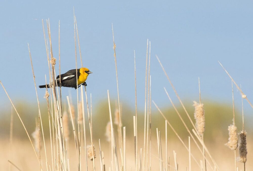 Yellow-headed blackbird.
