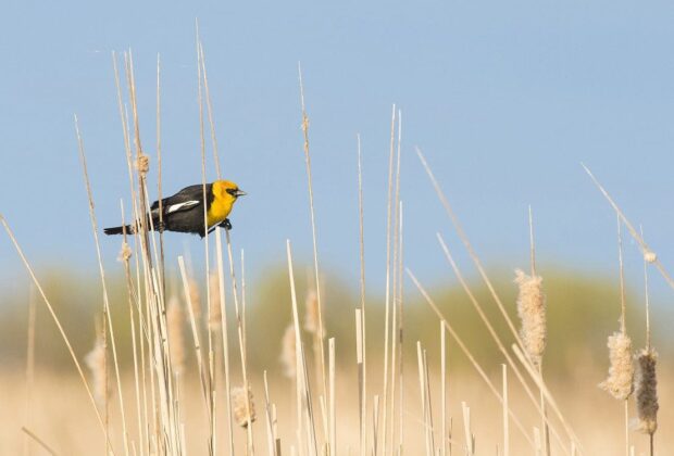 10 fascinating facts about spring bird migration