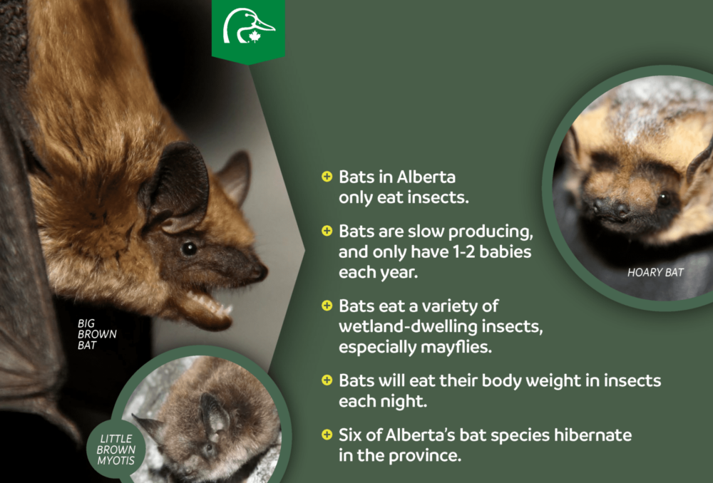 Fascinating facts about Alberta's bats.