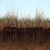 Soil is at the root of a healthy planet but we’re treating it like dirt