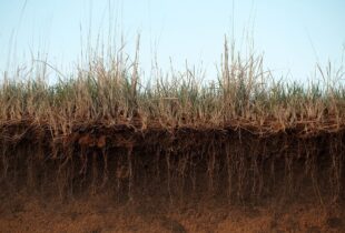 Soil is at the root of a healthy planet but we’re treating it like dirt