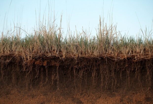 Soil is at the root of a healthy planet but we’re treating it like dirt